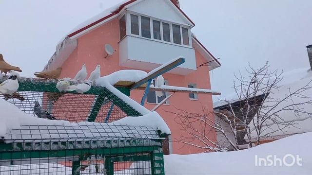 голуби Самары. видео для южных жителей нашей необъятной родины. смотреть онлайн