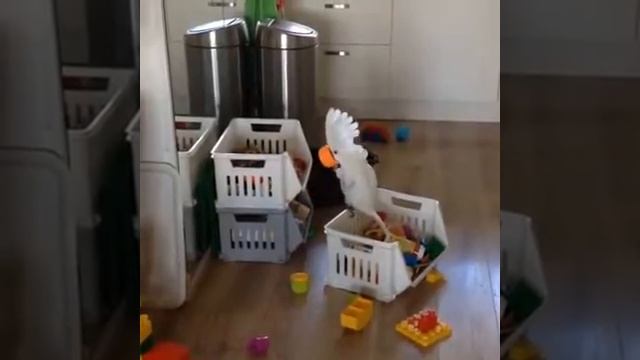 Попугай и кружка смотреть онлайн