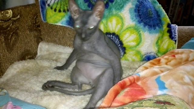 Кот сфинкс Симоша -Лысый разбойник ))) смотреть онлайн