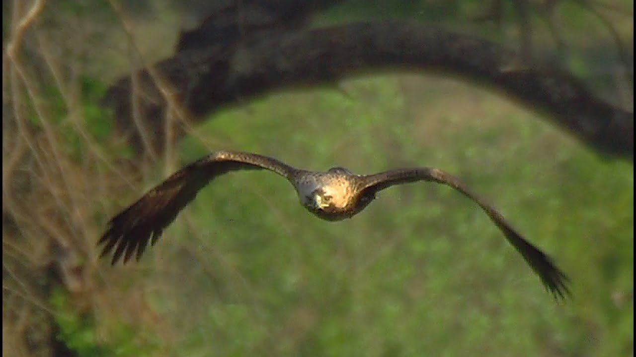 Могильник (Aquila heliaca) - Eastern imperial eagle смотреть онлайн