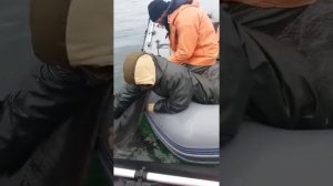 ✅Дагестанцы поймали акулу жесть✅