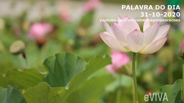 PALAVRA DE HOJE 31 DE OUTUBRO 2020 MENSAGEM DE BOM DIA MOTIVACIONAL ORAÇÃO DA MANHÃ eVIVA SALMOS смотреть онлайн
