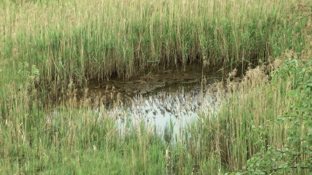 ПУШКИНО FX смотреть онлайн