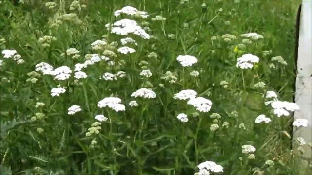 Тысячелистник. Футаж бесплатно. смотреть онлайн