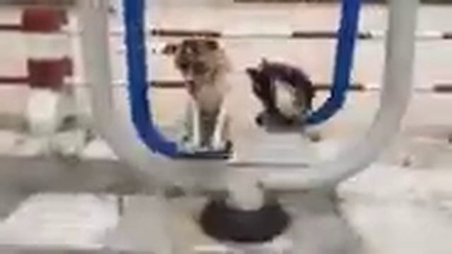 Собаки качаются на качелях смотреть онлайн