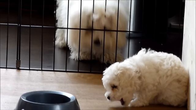 Bolognese puppies *of the Cute White Stars* 6,5 weeks old смотреть онлайн