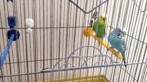 Устанавливаем гнездовой ящик для волнистых попугаев