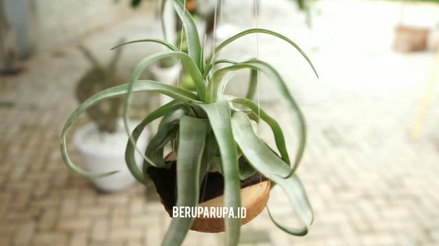Tillandsia Streptophylla