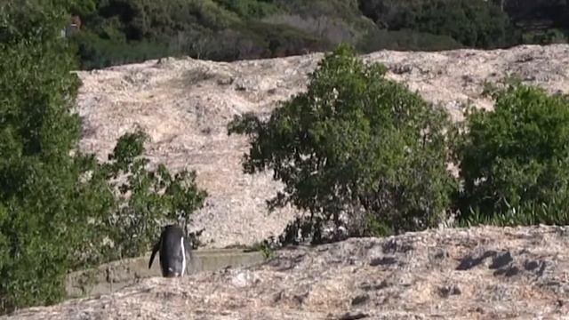 Do Penguins Live In Africa?! Quick Facts About African Penguins - The Cutest Birds Ever!