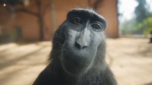 ??????Ржачное поздравление Андрея с Днём рождения! 2023 Смешная интернет-видео-открытка