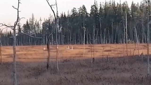 Охота на медведя с ВСЛ в Карелии, поздняя осень. Karhumetsästys Karjalassa.