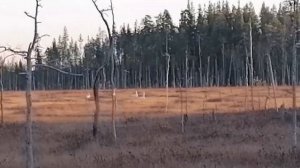 Охота на медведя с ВСЛ в Карелии, поздняя осень. Karhumetsästys Karjalassa.