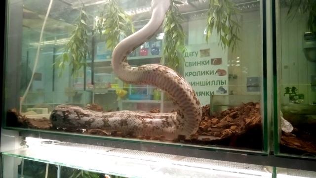 Птичий рынок в Петербурге. Полюстровский.Pet market in Russia. Saint Petersburg. смотреть онлайн