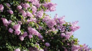 Сирень «Бюффон». Простая, розоватая. Лучшие сорта сирени