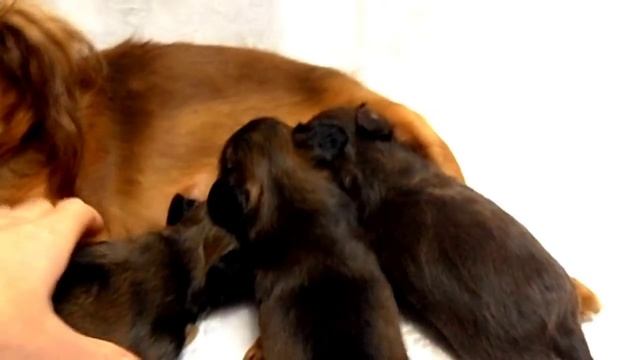 Той-терьер, щенки длинношерстного той-терьера,русский той смотреть онлайн