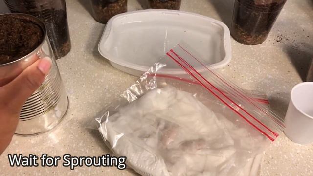 How to Grow Jackfruit from Seed смотреть онлайн