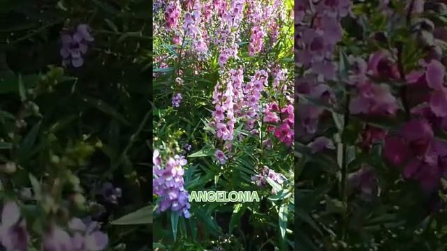 ARCHANGEL PINK ANGELONIA #plants #flowers #angelonia смотреть онлайн