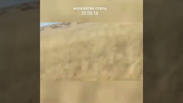 Сайгаки смотреть онлайн