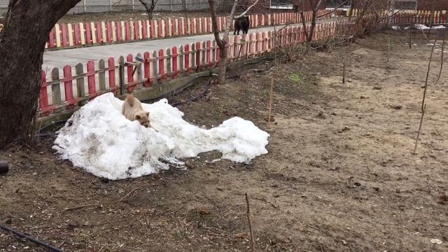 Chow puppy Grunya found snow 🙂 Чау щенок Груня нашла снег 🙂 смотреть онлайн