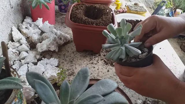 Suculenta." Echeveria Runionii Topsy Turvy" ( replante). смотреть онлайн