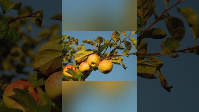 ДОЖДЛИВОЕ ОСЕННЕЕ УТРО.Стихи Валентина Бронова,музыка и исполнение Елены Мойсейчик.