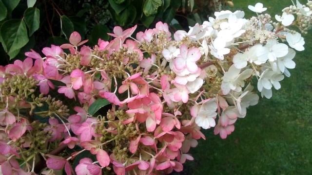 Hydrangea paniculata 'Pinky Winky' смотреть онлайн