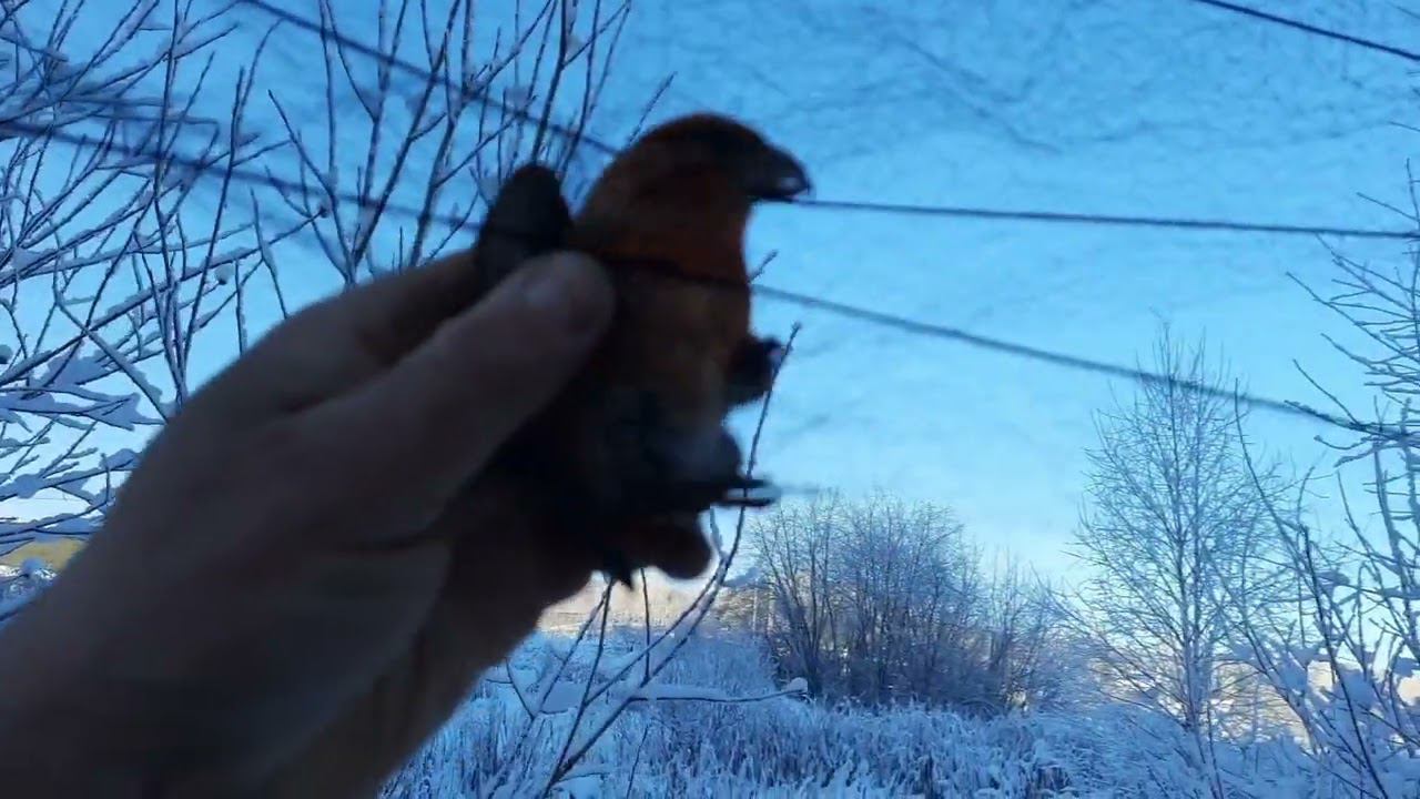 Ловля певчих птиц 3 декабря 2022 год. смотреть онлайн