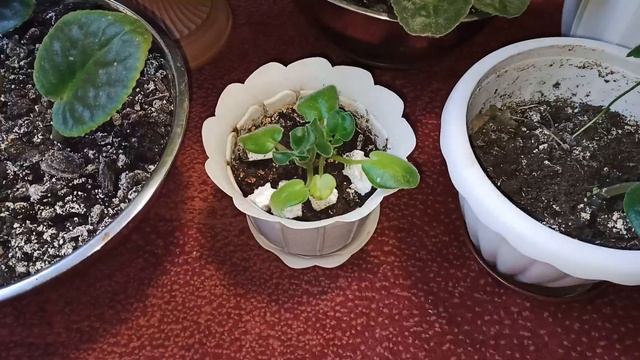 Фиалки Выращивание Осенью смотреть онлайн