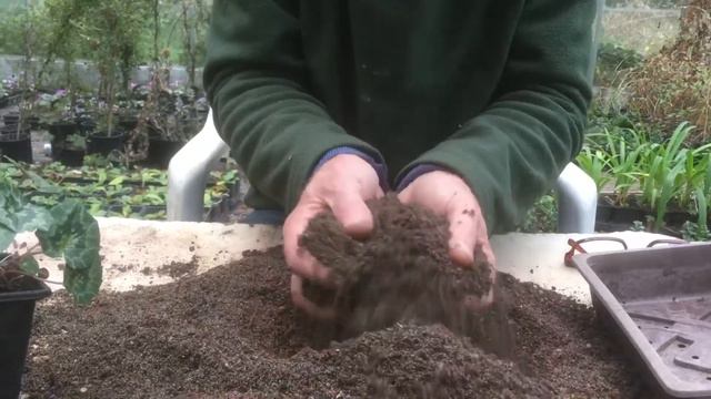How to grow on cyclamen seedlings смотреть онлайн