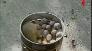 Улетные животные  Выпуск 47)))