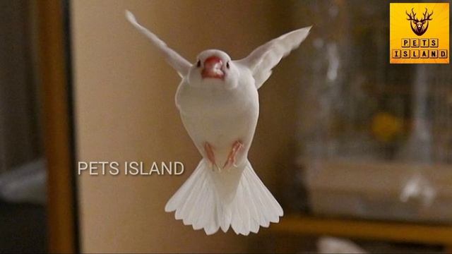 Basic information about Java finches for beginners in tamil | Information about Java finch breeding смотреть онлайн