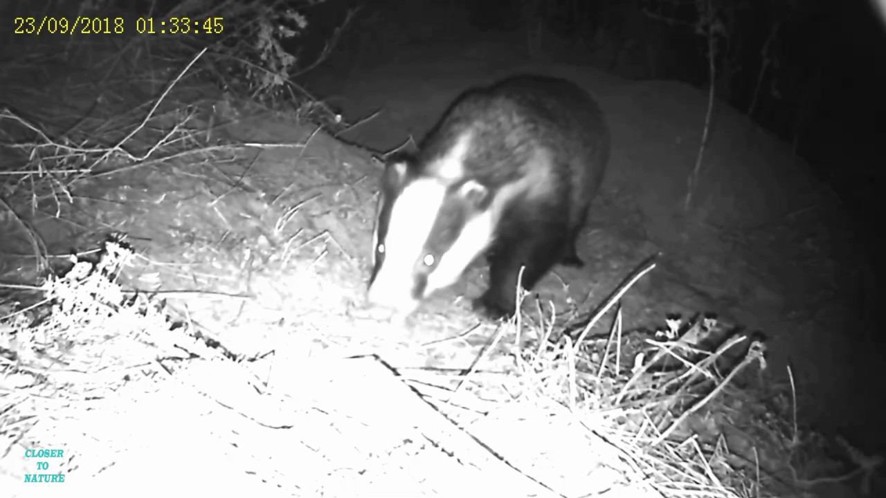 Барсук около своей норы Badger near its hole, ночная съёмка, Херсонская область смотреть онлайн