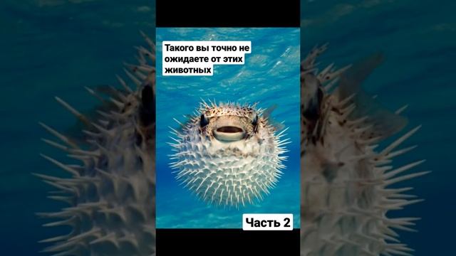 Топ-10 самых опасных и непредсказуемых животных в мире. 9 место #живаяприрода #животные #рыбы смотреть онлайн