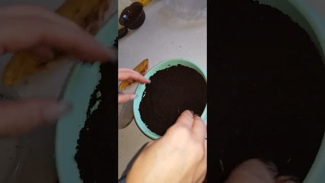 Как вырастить манго из косточки смотреть онлайн