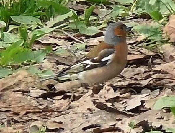 Зяблик, самец 25.05.2022 смотреть онлайн