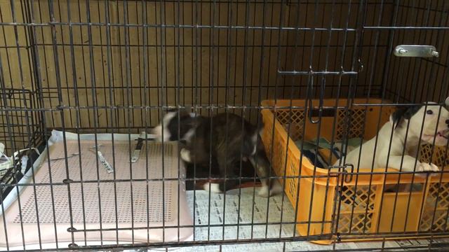 ブリーダーワンブー　2020年1月2日生まれのボクサー犬 смотреть онлайн