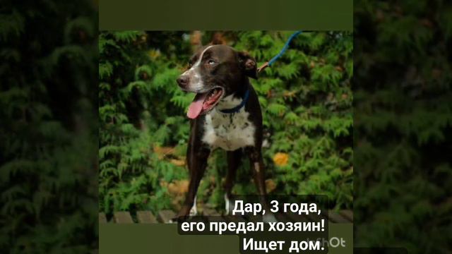 Этот голубоглазый красавец ищет лучшего хозяина! Я очень надеюсь, что где-то есть его человек! смотреть онлайн