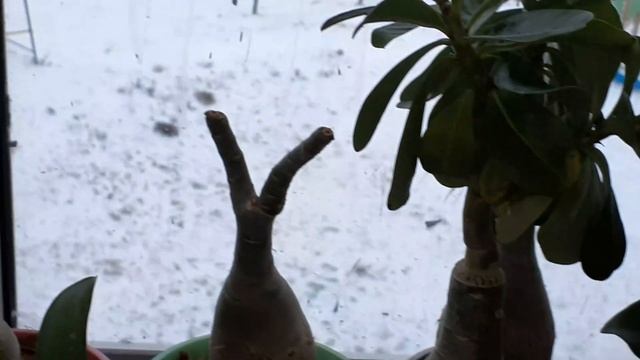 ОРХИДЕИ НА СКЛАДЕ/КАК ОНИ СЕБЯ ЧУВСТВУЮТ ПОСЛЕ ПЕРЕСАДОК И УДОБРЯШЕК 19 ноября 2020 г. смотреть онлайн