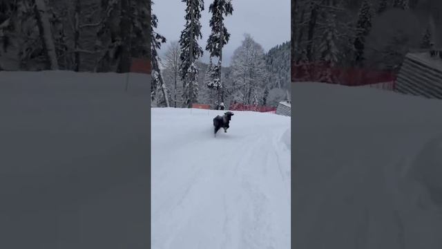 YouCut_20230209_005017285.mp4 смотреть онлайн