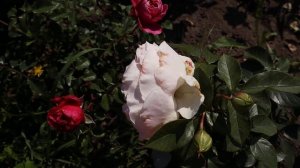 Розы, сорта Новинки. Роза Конкорд, Гуэрнси, Гроссгерцогин Луиза и др.