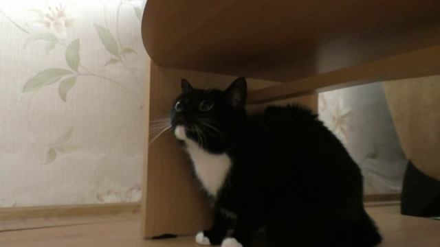 Приколы с животными: Кошка и игрушечная змея. Cat and toy snake. смотреть онлайн