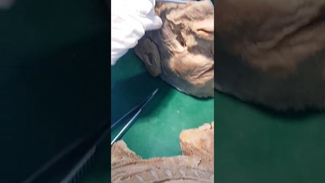 Анатомия человека. Полость рта смотреть онлайн