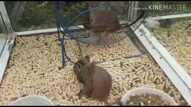 О ЧЕМ МОЛЧАТ ЖИВОТНЫЕ? смотреть онлайн