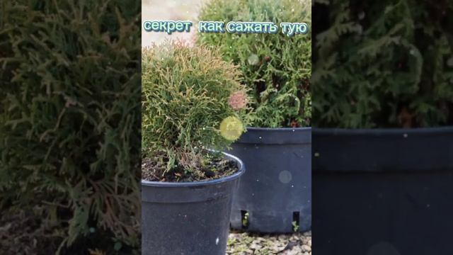 Хитрости и тонкости посадке Туи, будет самая пушистая!!