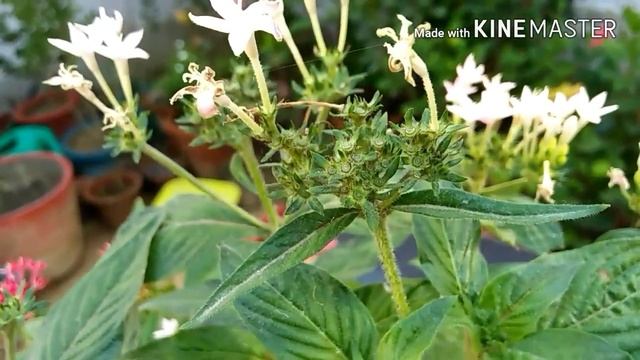 PENTAS Flowers plant grow and care tips смотреть онлайн