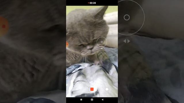британские коты и кошки агрессивные или нет (кринж видео) смотреть онлайн