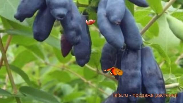 Жимолость съедобная Сильгинка ? обзор: как сажать, саженцы жимолости Сильгинка смотреть онлайн