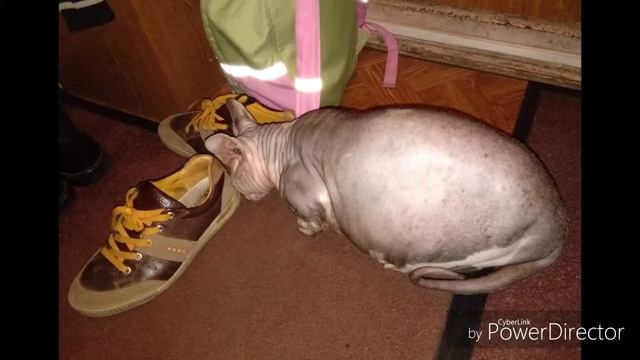 Очень смешное видео про толстого кота , который потом "взорвался". смотреть онлайн