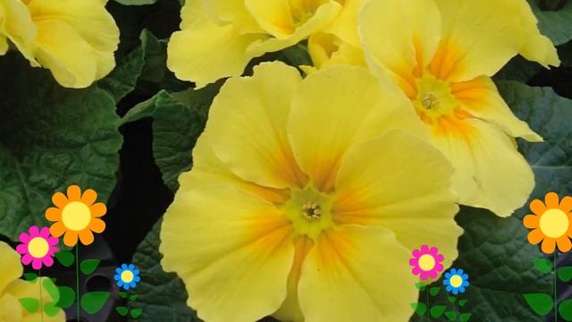 Примула бесстебельная Pioner Yellow Lemon. Краткий обзор, описание характеристик, где купить саженц смотреть онлайн