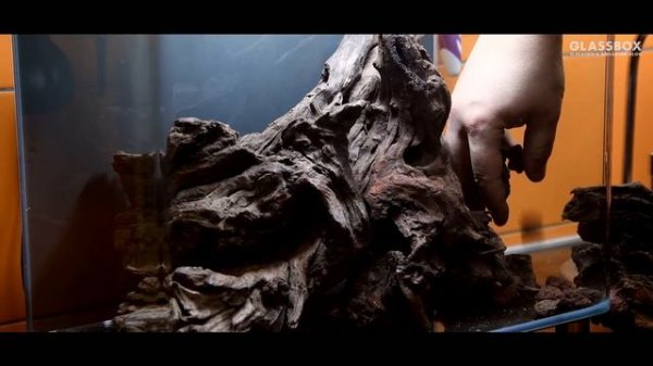 НЕ настоящий биотоп. Not real biotop. Glassbox